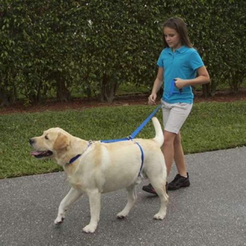 Instant Trainer Leash Köpek Eğitim Tasması